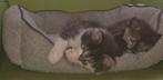 Deze 2 schatjes mogen van af 19 december weg, Dieren en Toebehoren, Katten en Kittens | Overige Katten, Kater