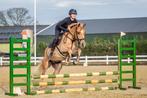 Brave allround 3,5 jarige ruin, Dieren en Toebehoren, Ruin, E pony (1.48m - 1.57m), Gechipt, 3 tot 6 jaar
