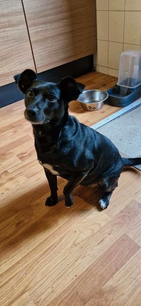 Saphiera is in Nederland, Dieren en Toebehoren, Honden | Niet-rashonden, Klein, Teef, Particulier, Eén hond, Buitenland, 6 jaar of ouder