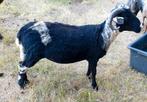Te koop  zeer mooie zwart/witte bonte SKUDDE Dekram., Mannelijk, Schaap, 0 tot 2 jaar