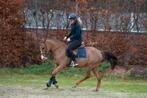 Mega chique en lieve D pony!️, Dieren en Toebehoren, Pony's, B, Gechipt, Ruin, Dressuurpony