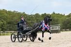 4 jarige veelzijdige friese merrie Tymen 503 x Mewes 438, Dieren en Toebehoren, Merrie, B, Gechipt, Dressuurpaard