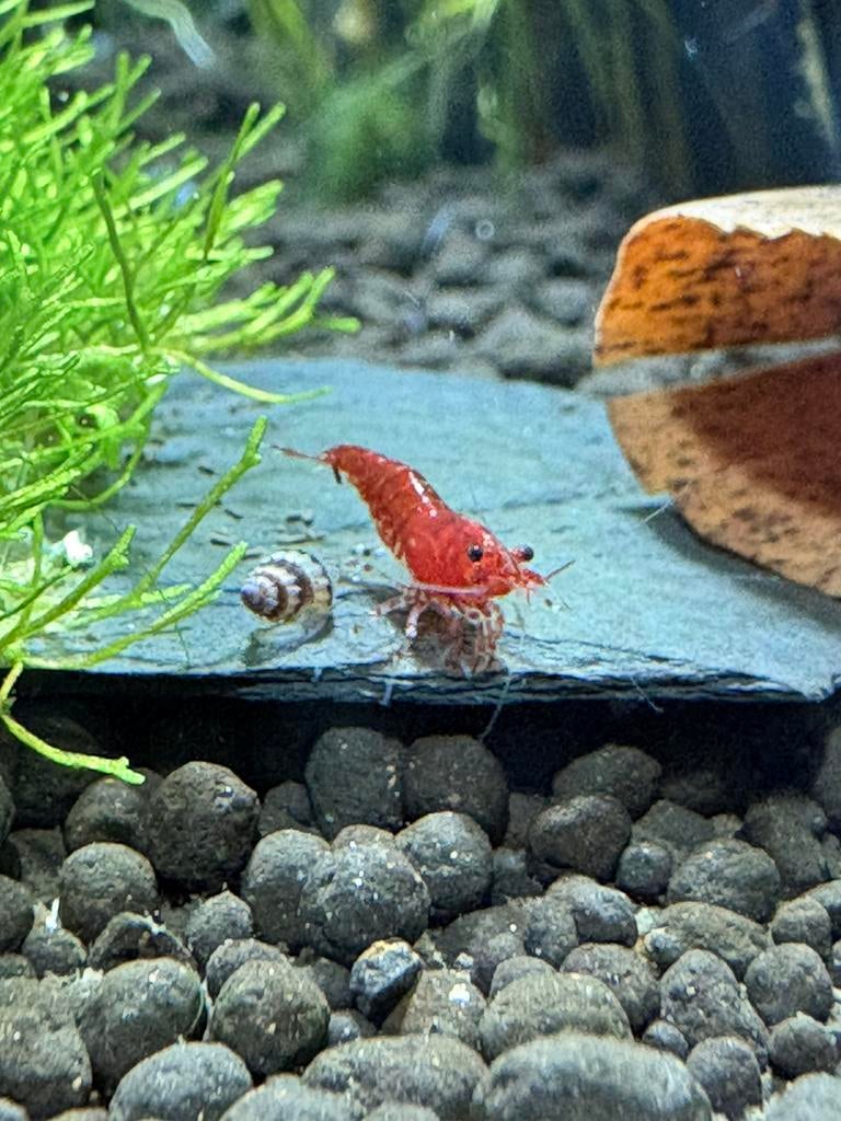 Te koop: Red Sakura siergarnalen – €2,49 p.st. (Actie!), Kreeft, Krab of Garnaal