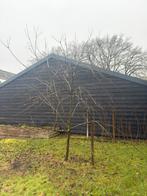 Appelboom a 4 meter hoog, Ophalen, 400 cm of meer, Appelboom, Lente