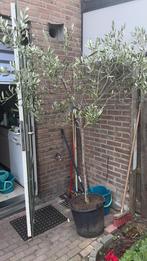 Olijfboom nieuw replay reinders monnalisa, Ophalen of Verzenden, Volle zon, Olijfboom, 100 tot 250 cm