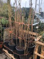 Amanogawa of Japanse sierkers 150 cm boven pot zuilvormig, Tuin en Terras, In pot, Zomer, Zuilboom, Ophalen