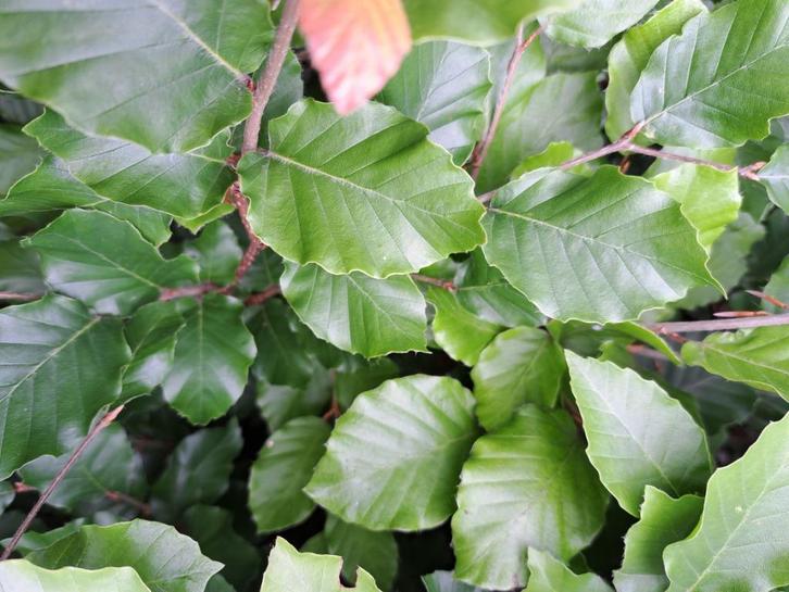 45 Groene beuk Fagus 80-100 cm €225, Tuin en Terras, Planten | Struiken en Hagen, Haag, Beukenhaag, Minder dan 100 cm, Ophalen of Verzenden