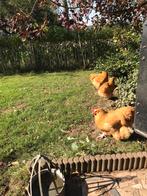Toompje (3)kruising Orpington buff. 2 hennen en 1 haan, Dieren en Toebehoren, Meerdere dieren, Kip