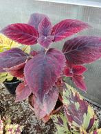 Siernetel, Tuin en Terras, Planten | Tuinplanten, Verzenden, Zomer, Overige soorten, Volle zon