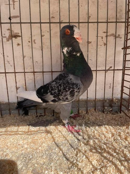 Mooie Beiroeter doffer, Dieren en Toebehoren, Vogels | Duiven, Overige soorten, Mannelijk