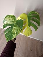 Kopstek Monstera Aurea Variegata, Ophalen of Verzenden, Halfschaduw, Minder dan 100 cm