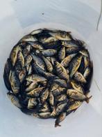 Baby karpers. Spiegelkarpers 3-4 cm, Dieren en Toebehoren, Vissen | Vijvervissen, Karper of Koi