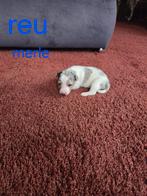 Mooie jack russell pups, November, Meerdere dieren