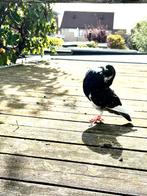 Staande Krasbonte doffer, Dieren en Toebehoren, Mannelijk, Kropper