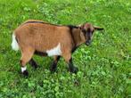 Dwergbok (dwerggeit) hoornloos, Dieren en Toebehoren, Schapen, Geiten en Varkens, Mannelijk, Geit, 0 tot 2 jaar