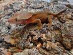 Wimpergekko
Correlophus ciliatus
Nk 2024 vrouw, Hagedis