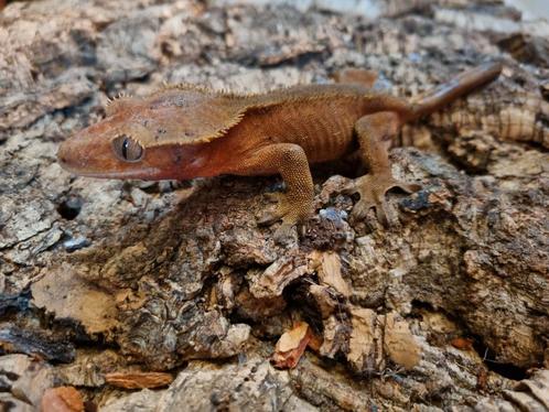 Wimpergekko
Correlophus ciliatus
Nk 2024 vrouw, Dieren en Toebehoren, Reptielen en Amfibieën, Hagedis