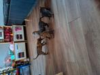 Mechel x hollandse herder pups, Dieren en Toebehoren, Honden | Herdershonden en Veedrijvers, 8 tot 15 weken, Meerdere, Meerdere dieren