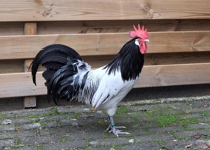 Lakenvelder kippen, Dieren en Toebehoren, Pluimvee, Kip, Meerdere dieren