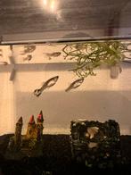 Guppy, Vis