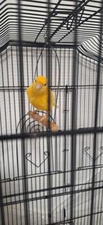 Kanari vrouw, Dieren en Toebehoren, Vogels | Kanaries