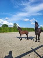 Fries hengstveulen Tymen x Alwin vol papier, Dieren en Toebehoren, Minder dan 160 cm, Niet van toepassing, Dressuurpaard, 0 tot 2 jaar