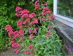 Rode Valeriaan – Centranthus ruber ‘Coccineus’ – Spoorbloem, Volle zon, Vaste plant, Zomer, Ophalen