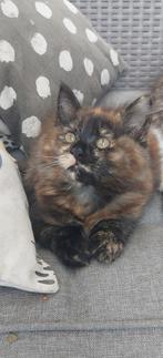 Geweldige Maine Coon kittens 😻😺💝💙🫶, Meerdere dieren, Ontwormd