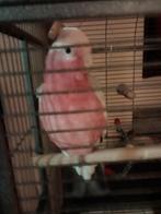 Tk roce kaketoe, Dieren en Toebehoren, Mannelijk, Papegaai, Geringd