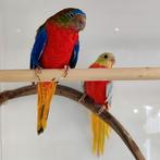 Neophema pulchella, Meerdere dieren, Parkiet