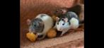 3 jonge ratten vrouwtjes inclusief kooi ter overname., Dieren en Toebehoren, Juli, Vrouwelijk