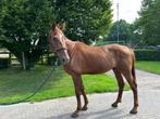5 jarige ruin te koop lees omschrijving, Dieren en Toebehoren, Paarden, Gechipt, Ruin, Zadelmak, 3 tot 6 jaar