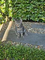 Kittens, 5 mei geboren, Dieren en Toebehoren, Katten en Kittens | Raskatten | Korthaar