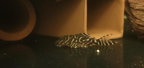 Hypancistrus L066, L66, Dieren en Toebehoren, Vissen | Aquariumvissen, Zoetwatervis, Vis, Schoolvis