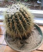 cactus /schoonmoederstoel/edrinocactus grusonii, Ophalen of Verzenden, Minder dan 100 cm, Volle zon, In pot
