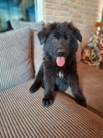 Duitse Herder – Langharige Pups Te Koop, 8 tot 15 weken, Meerdere, Meerdere dieren, Herder