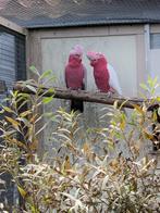 Rosé kaketoe wildkleur, lutino. / Zonparkiet, Dieren en Toebehoren, Mannelijk, Papegaai, Geringd