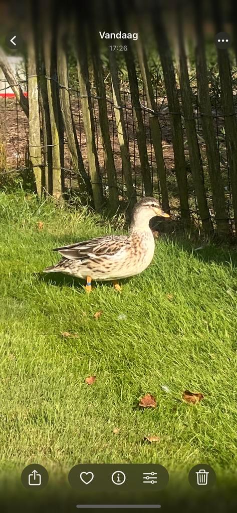 Silver appleyard dwerg eenden, Dieren en Toebehoren, Pluimvee, Eend, Meerdere dieren