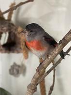 3 koppeltjes kapoetsensijzen te koop 2025, Meerdere dieren, Geringd