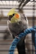 Jonge Baby Valkparkieten | Handtam | Nieuwgierig