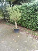Olijfboom in speciekuub, 225cm hoog, Bloeit niet, 100 tot 250 cm, Olijfboom, Ophalen