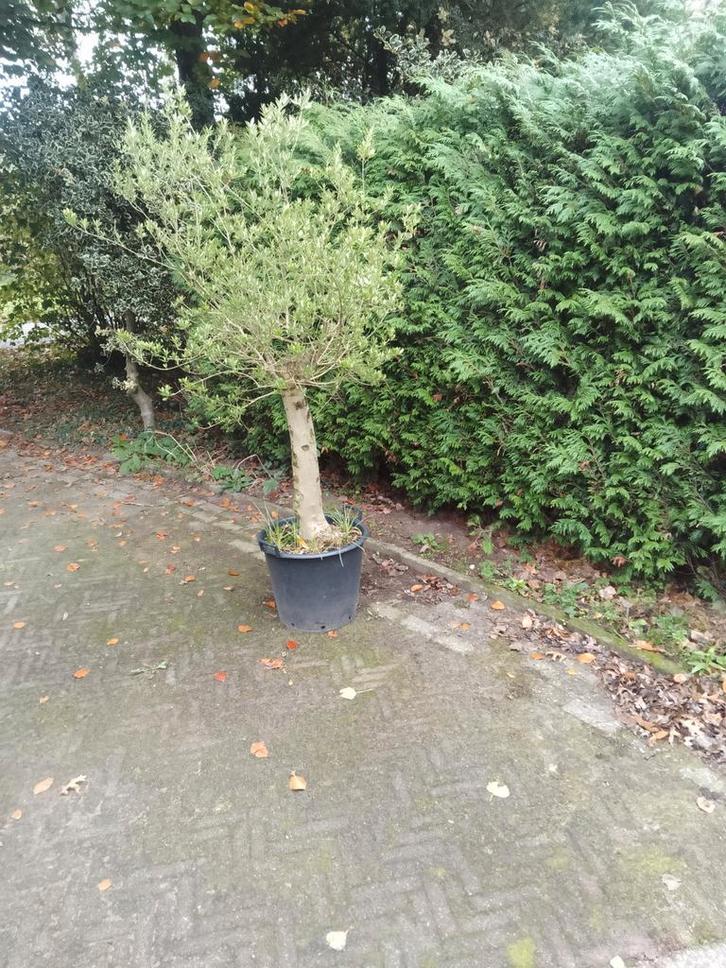 Olijfboom in speciekuub, 225cm hoog, Tuin en Terras, Planten | Bomen, Olijfboom, 100 tot 250 cm, Volle zon, Bloeit niet, Ophalen