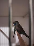 Blackface blackwing, Dieren en Toebehoren, Vogels | Parkieten en Papegaaien, Meerdere dieren, Parkiet, Geringd