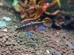 kersenbuik cichlide, Dieren en Toebehoren, Vissen | Aquariumvissen, Vis
