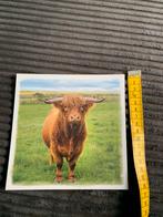 Vierkante kaart Rode Koe ?, Verzamelen, Ansichtkaarten | Dieren, Ongelopen, Ophalen of Verzenden