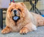 Chow Chow puppies FCI, Particulier, Rabiës (hondsdolheid), 15 weken tot 1 jaar, Overige rassen