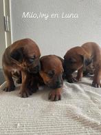 Rhodesian ridgeback pups met stamboom, Overige rassen, 8 tot 15 weken, Meerdere, Meerdere dieren