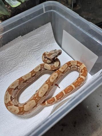 1.0 Boa constrictor imperator salmon nakweek beschikbaar voor biedingen