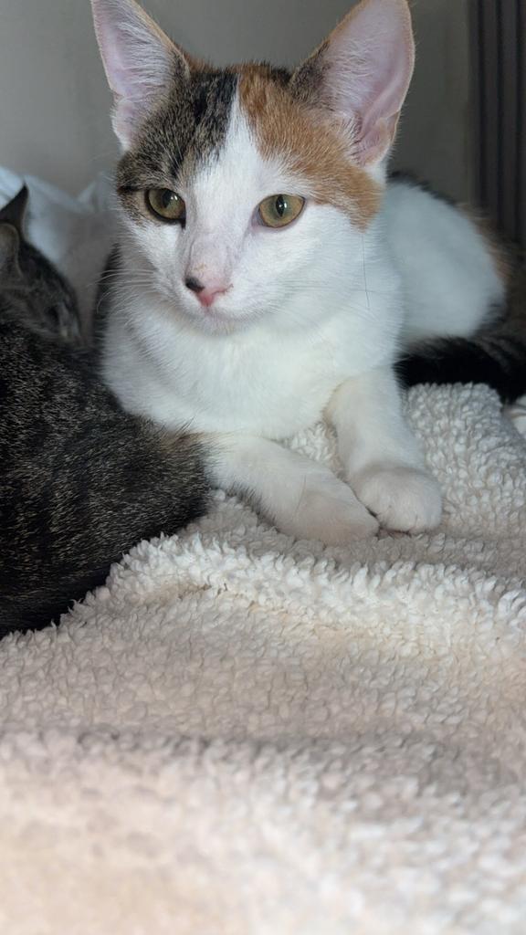 Kitten, Dieren en Toebehoren, Kattenmanden, Ophalen of Verzenden