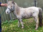 fewspot hengst, Dieren en Toebehoren, Pony's, Hengst, A pony (tot 1.17m), Gechipt, Onbeleerd